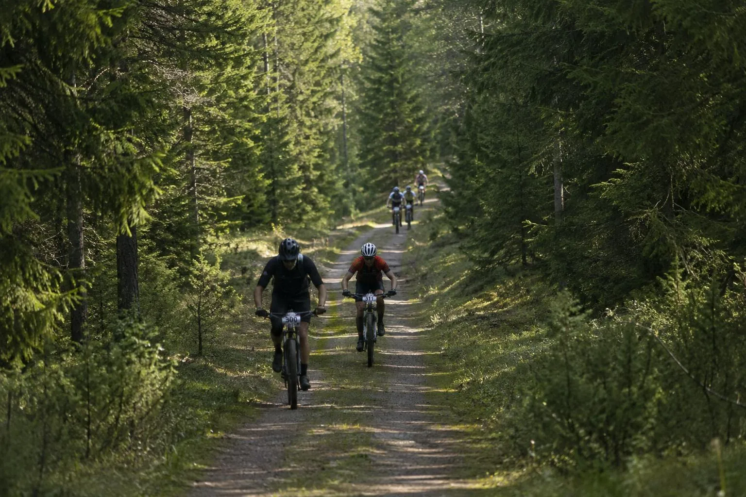Bilden visar fyra mountainbike-cyklister på en skogsstig